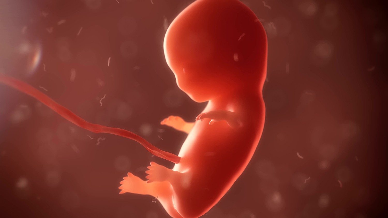 Quốc hội Hà Lan bác bỏ đề xuất coi phá thai là nhân quyền